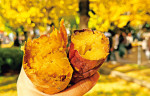 さっぽろ焼き芋テラス2025が10月24日(金)~11月3日(月・祝)に開催